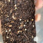 カブトムシの産卵について。産卵させる際に注意すべきこと