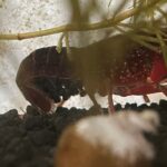 近所の池で釣れたザリガニが卵を産みました。一匹だけでも産まれる？