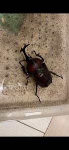 カブトムシの寿命について 夏が過ぎても元気でいてもらうために気をつけること。