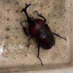 カブトムシの寿命について 夏が過ぎても元気でいてもらうために気をつけること。